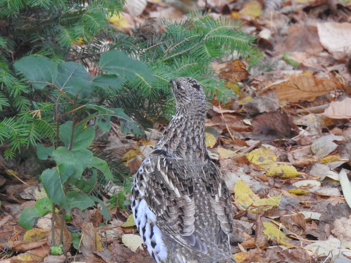 jeřábek kanadský - ML644469426