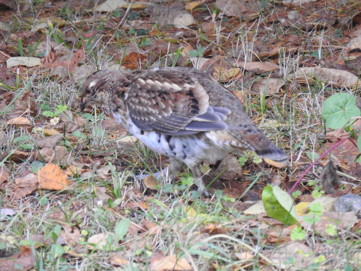 jeřábek kanadský - ML644469427