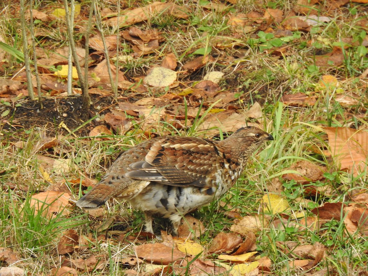 jeřábek kanadský - ML644469428