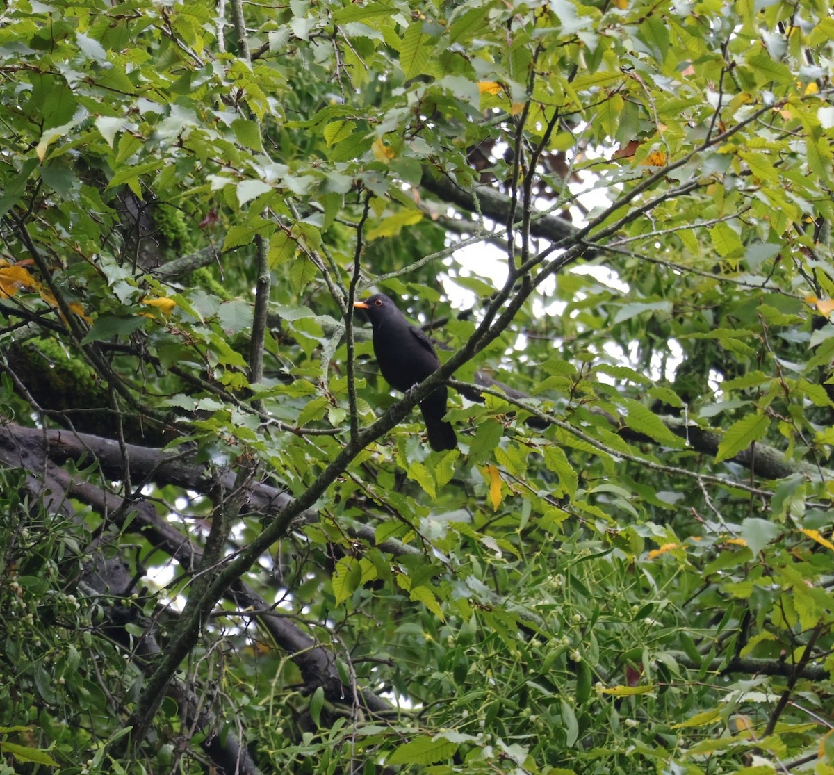 Eurasian Blackbird - ML644469429