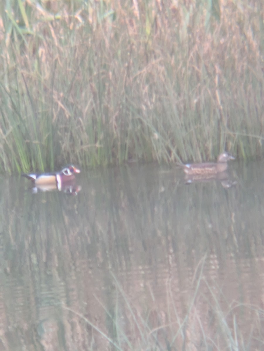 Canard branchu - ML644469433