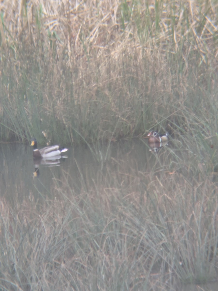 Canard branchu - ML644469434