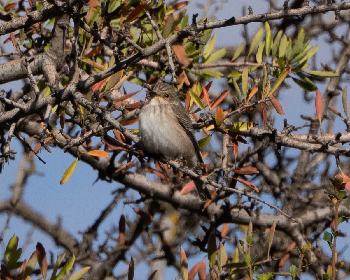 Gobemouche gris - ML644469437