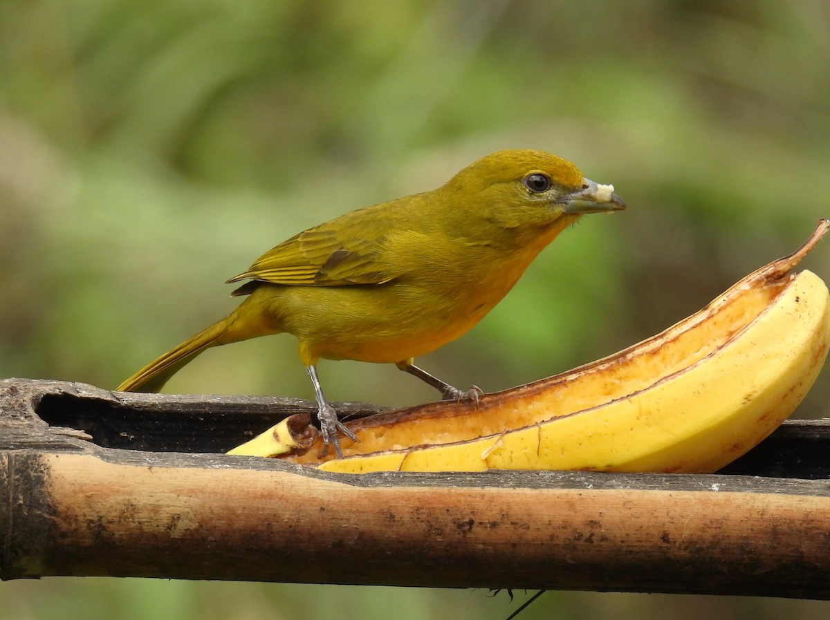 Hepatic Tanager (Highland) - ML644469439