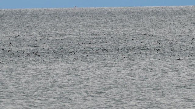 siland - ML644469455