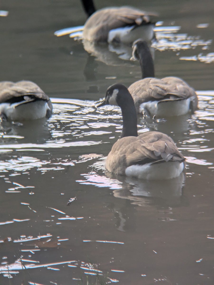 Bernache du Canada - ML644469462