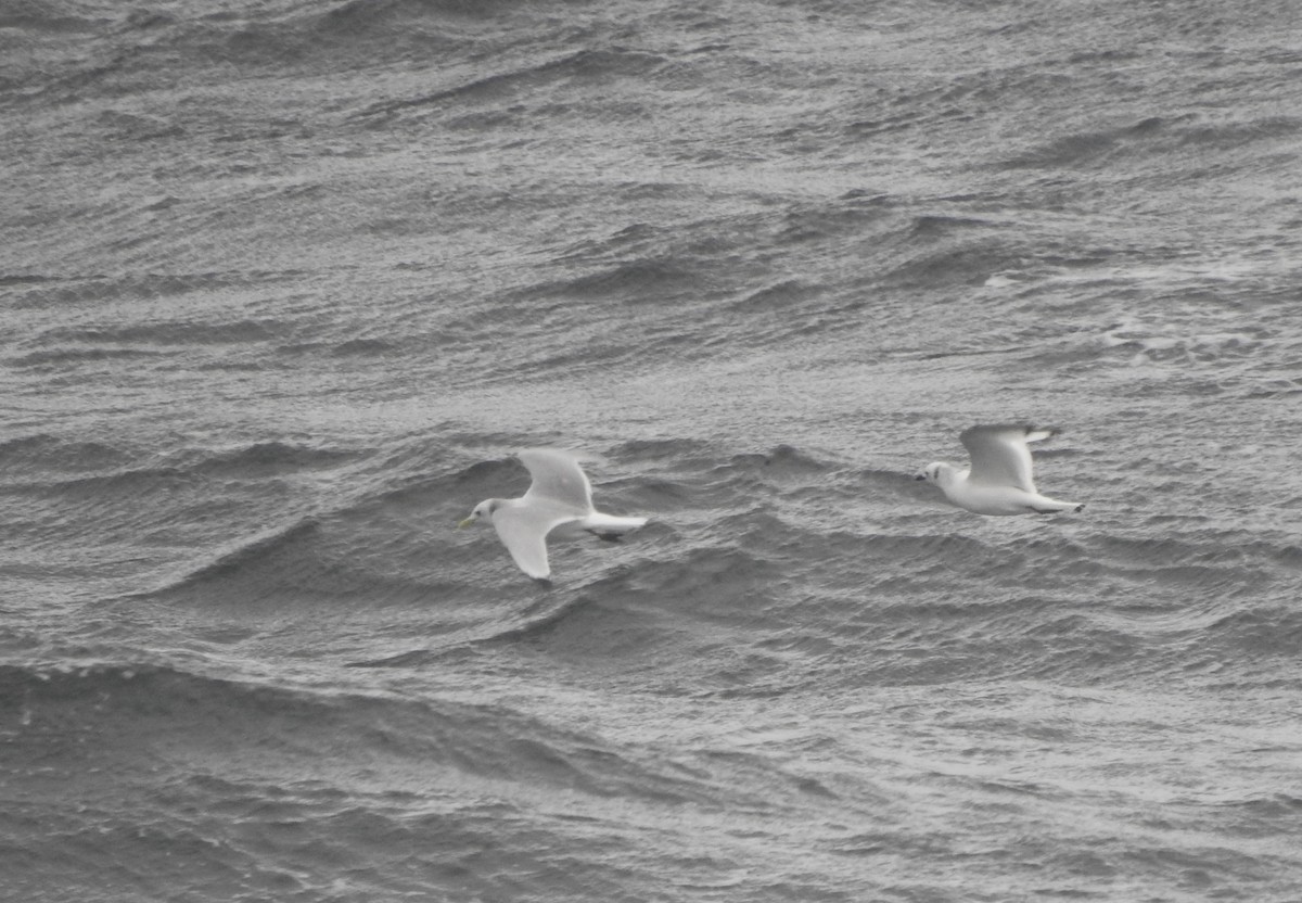 Black-legged Kittiwake - ML644469468