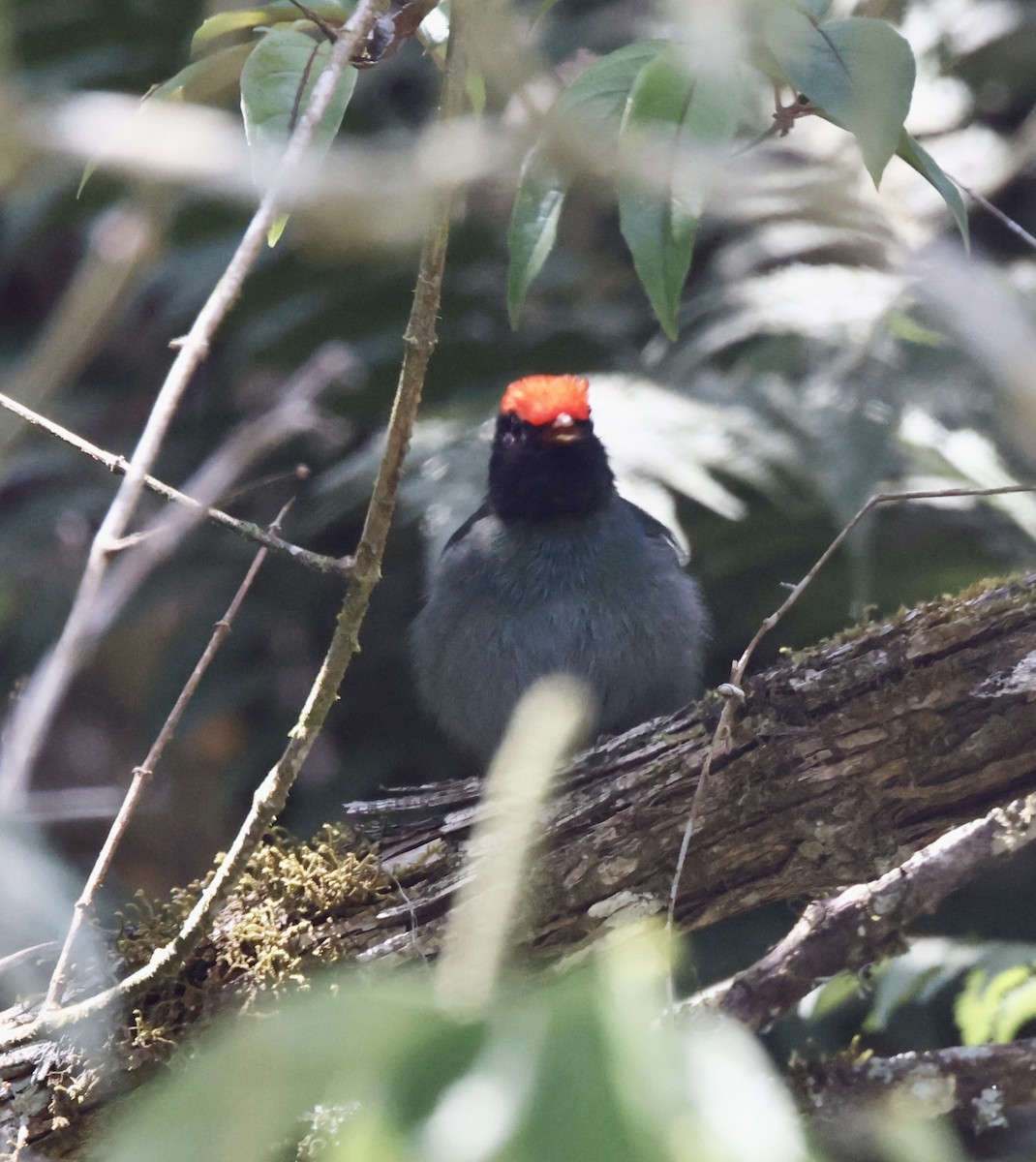 Манакін-червононіг синій - ML644469474