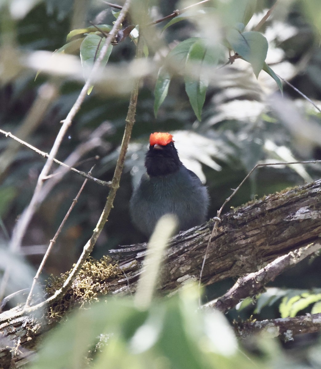 Манакін-червононіг синій - ML644469476