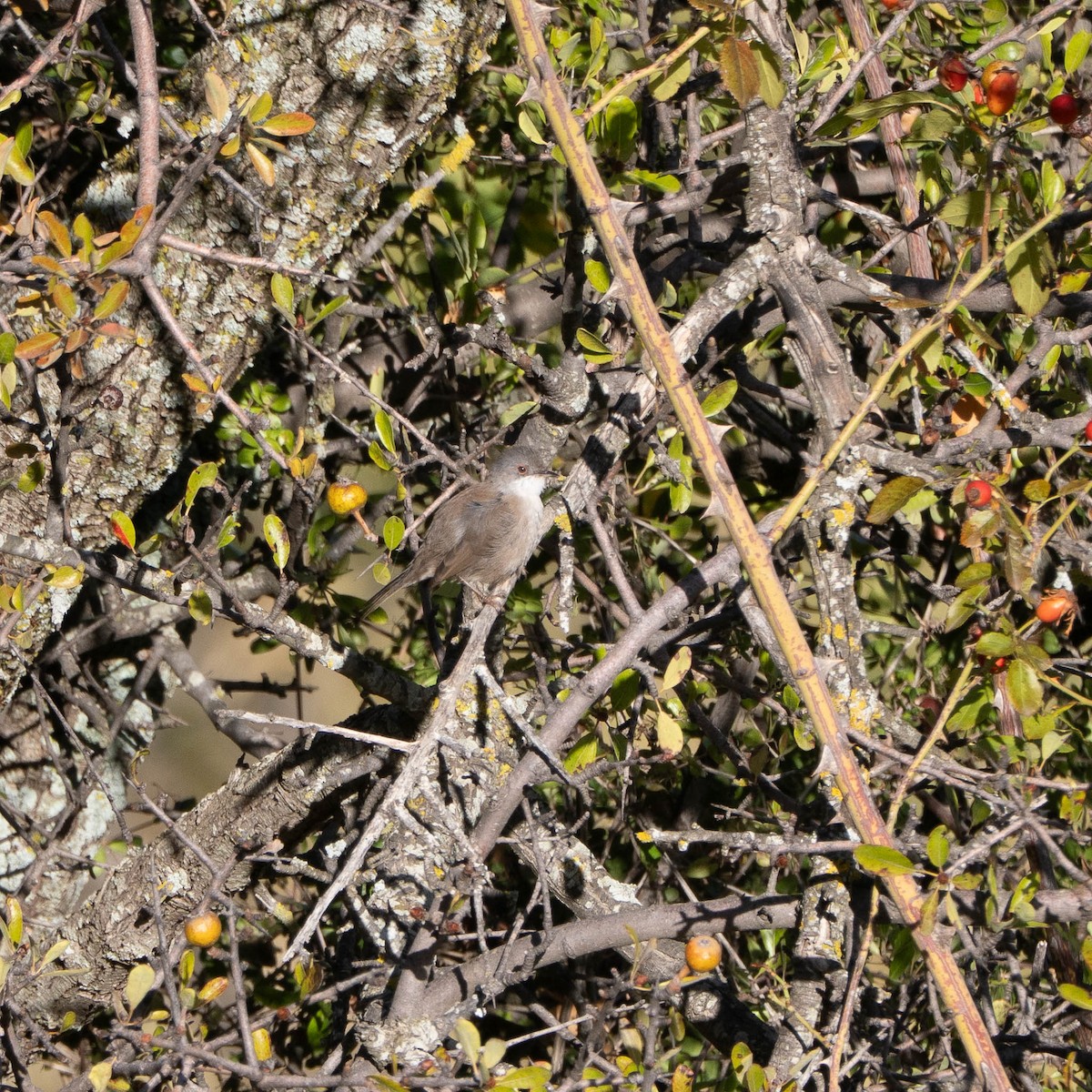 Fauvette mélanocéphale - ML644469486