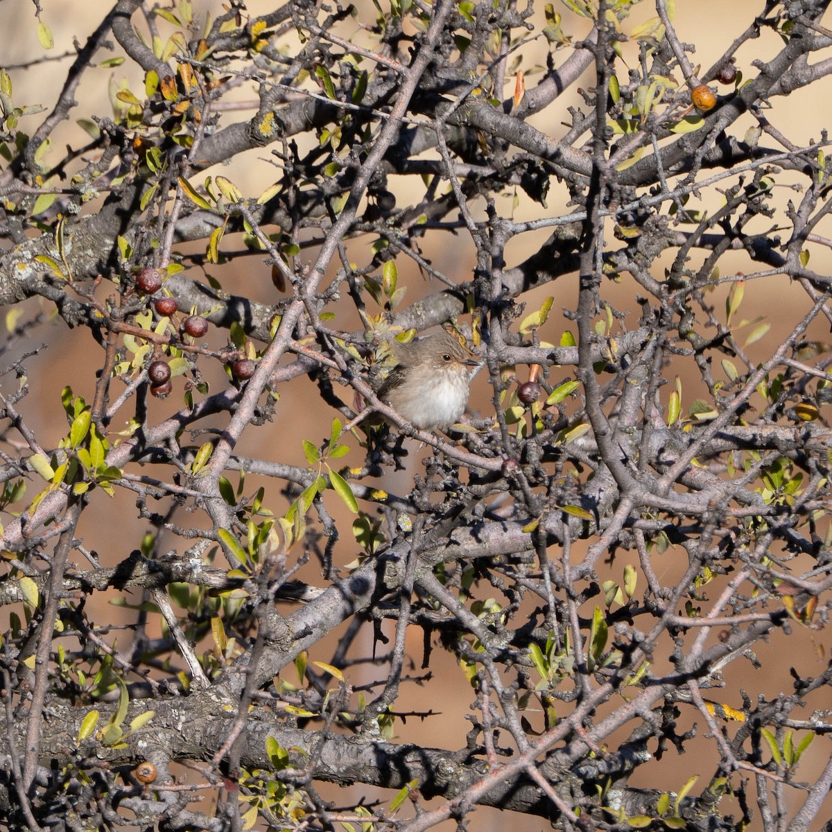 Gobemouche gris - ML644469488