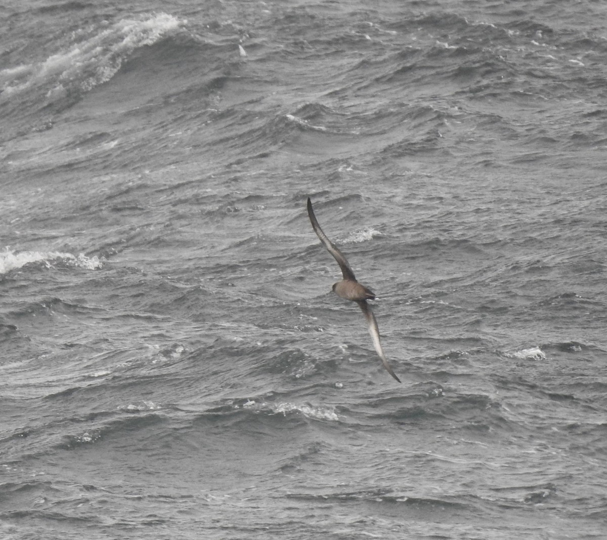 grålire - ML644469490