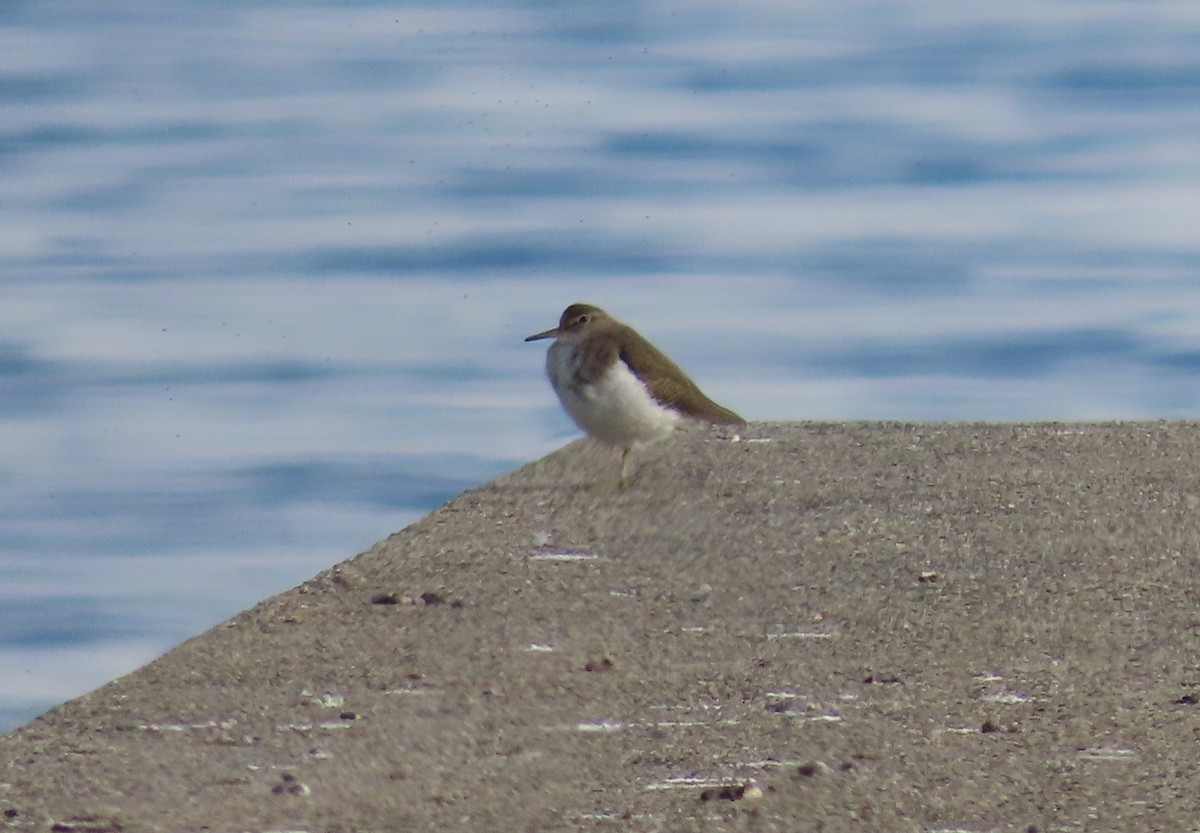 Хайргын хөгчүү - ML644469506