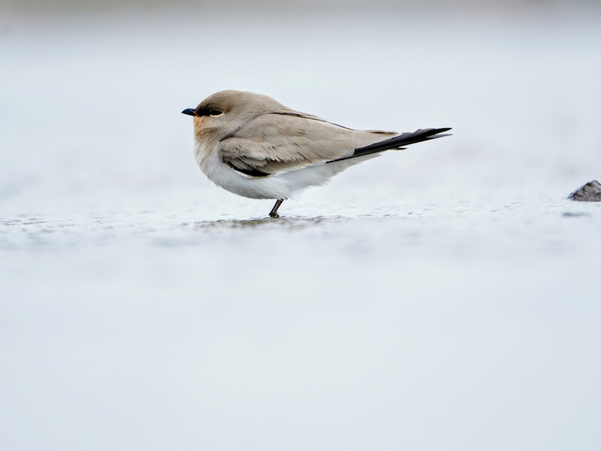 ヒメツバメチドリ - ML644469513