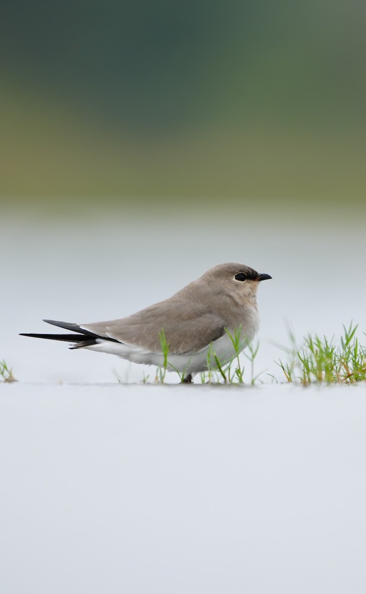 ヒメツバメチドリ - ML644469514