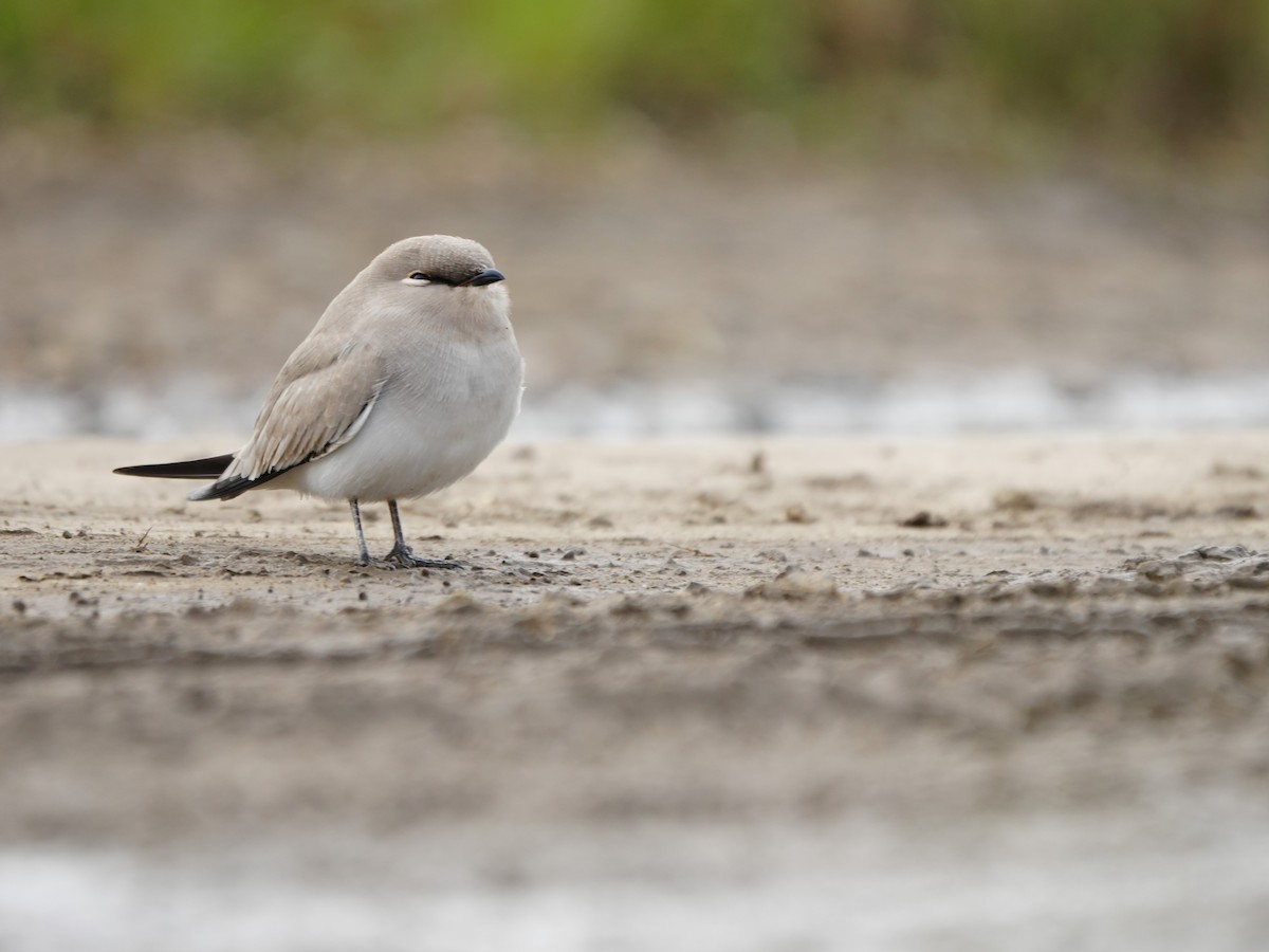 ヒメツバメチドリ - ML644469515