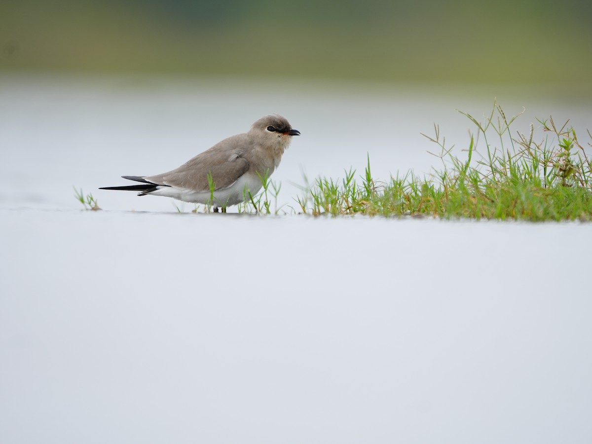 ヒメツバメチドリ - ML644469517