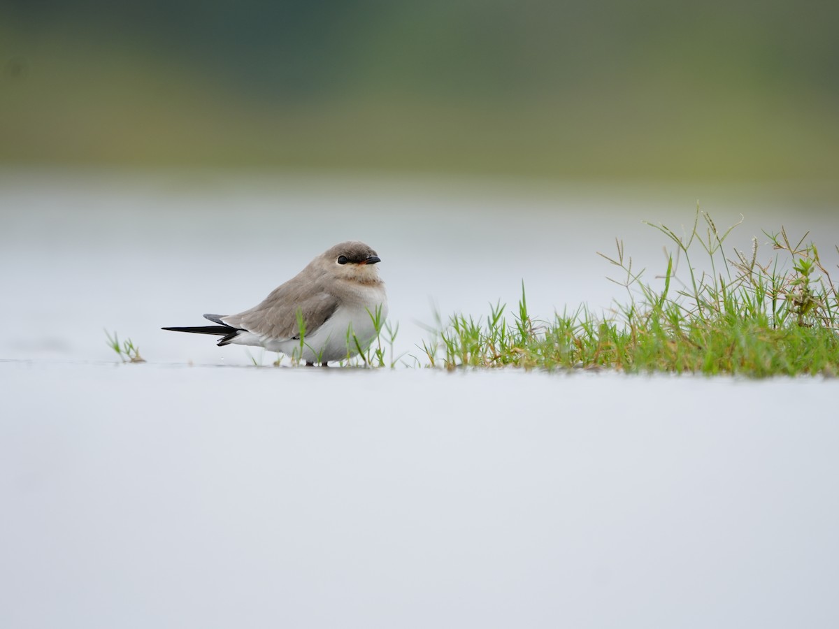 ヒメツバメチドリ - ML644469518