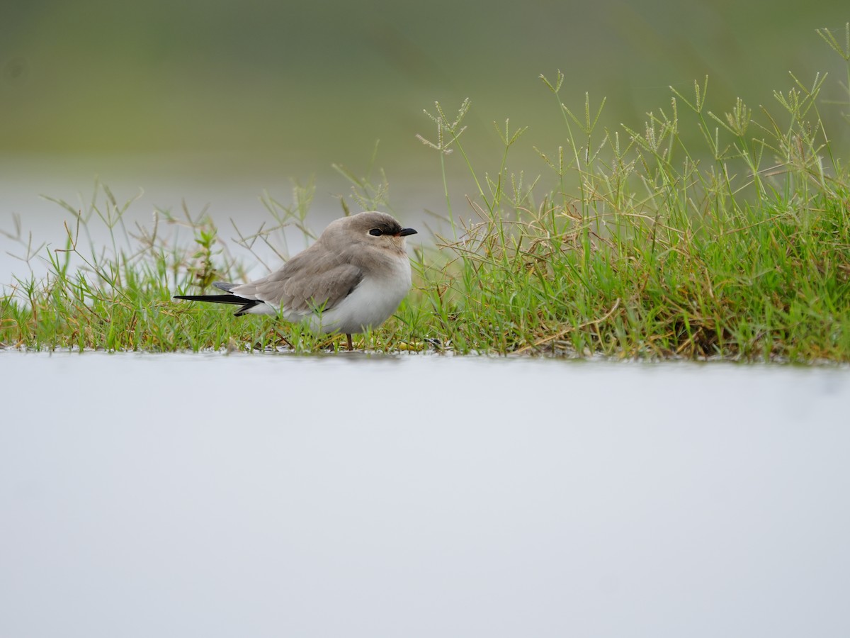 ヒメツバメチドリ - ML644469519