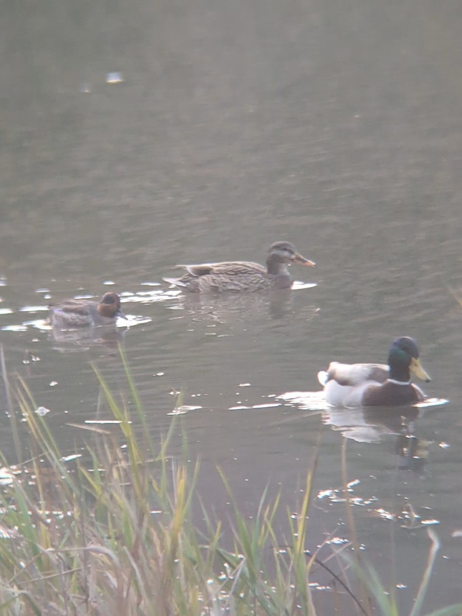 Sarcelle d'hiver - ML644469534