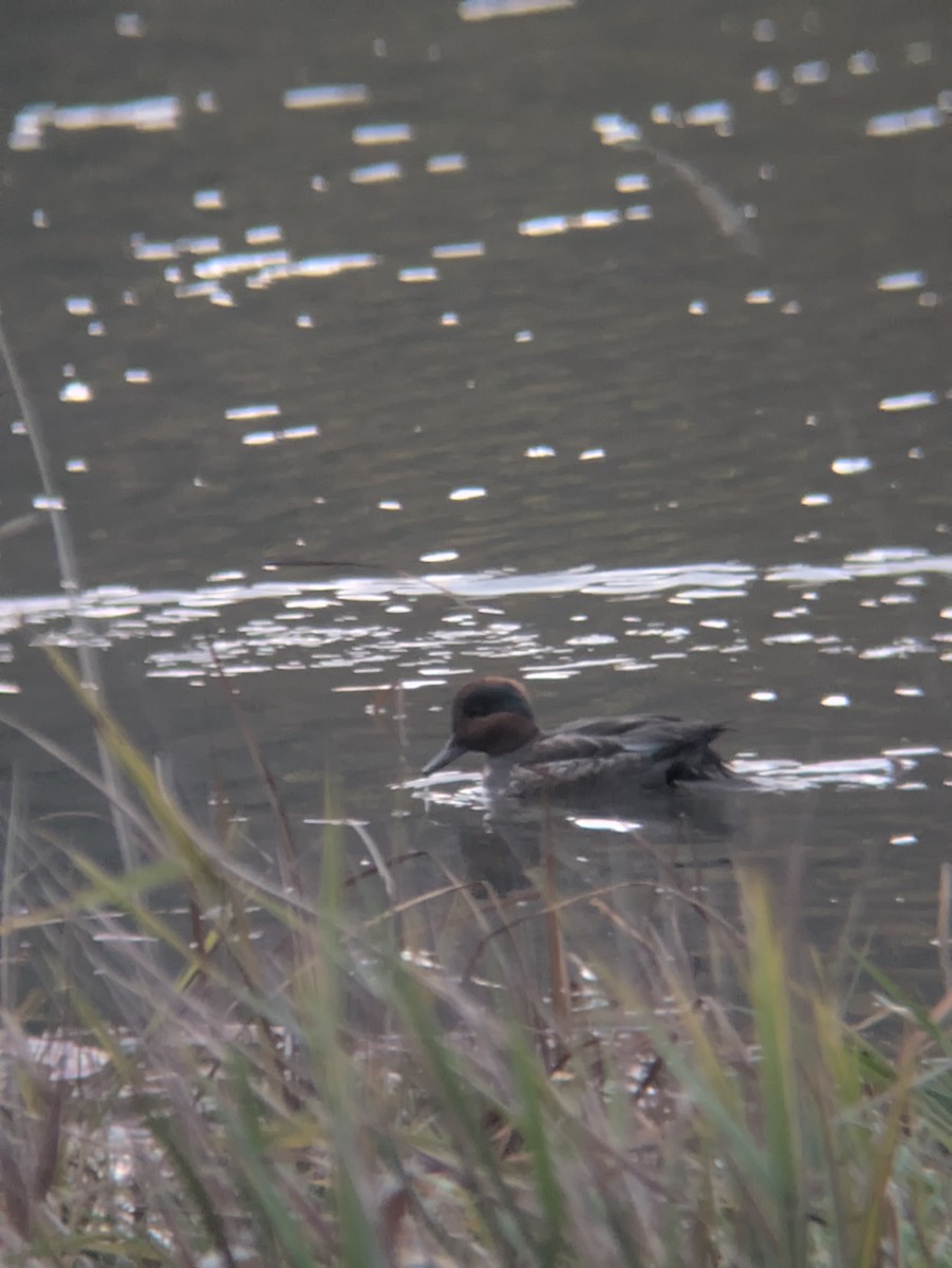 Sarcelle d'hiver - ML644469535