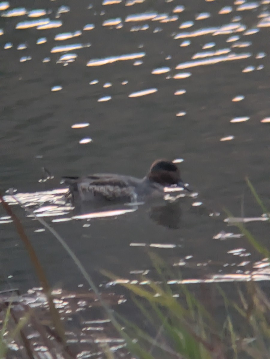 Sarcelle d'hiver - ML644469536