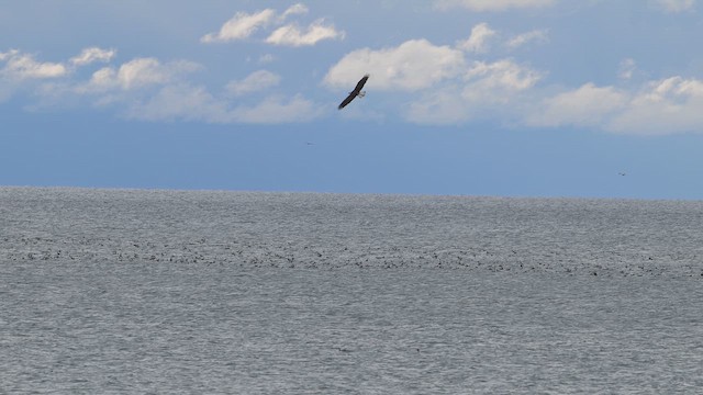 hvithodehavørn - ML644469540