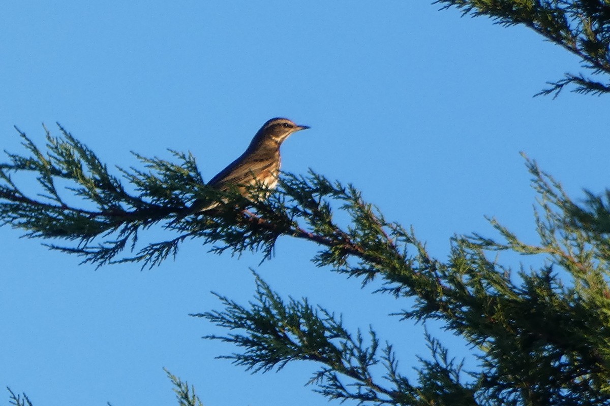 Redwing - ML644469541