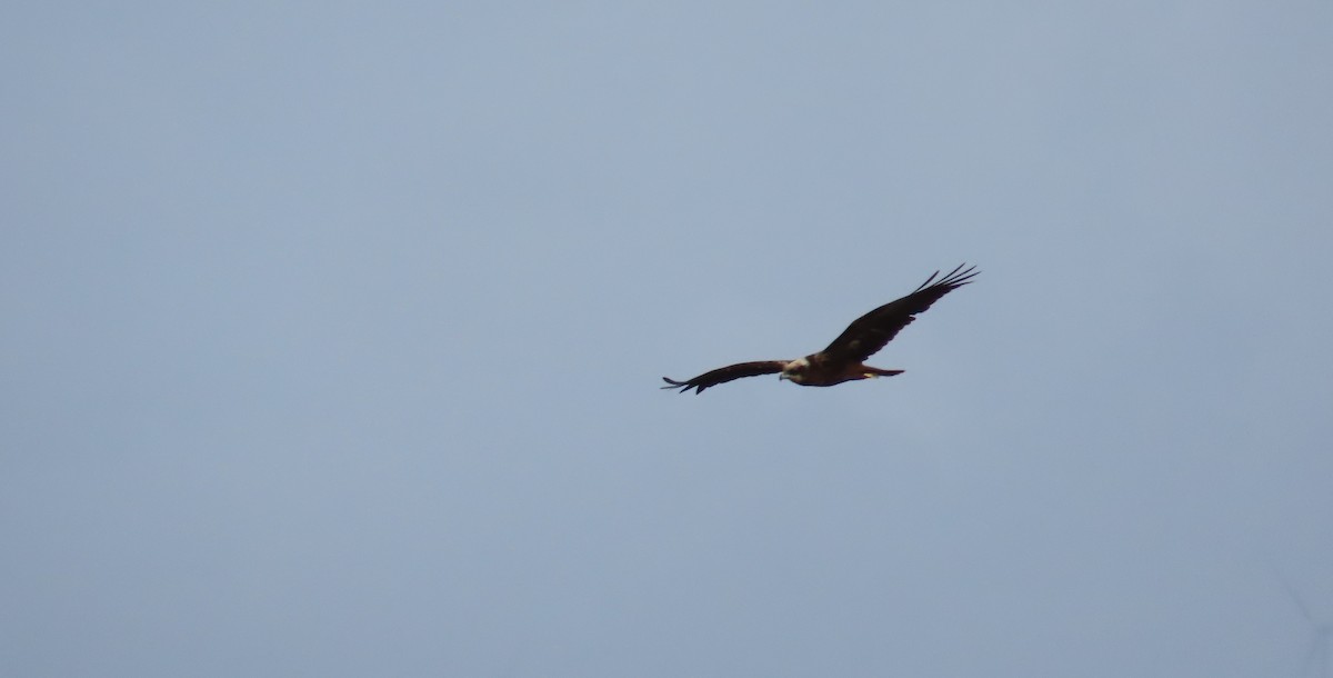 Western Marsh Harrier - ML644469546