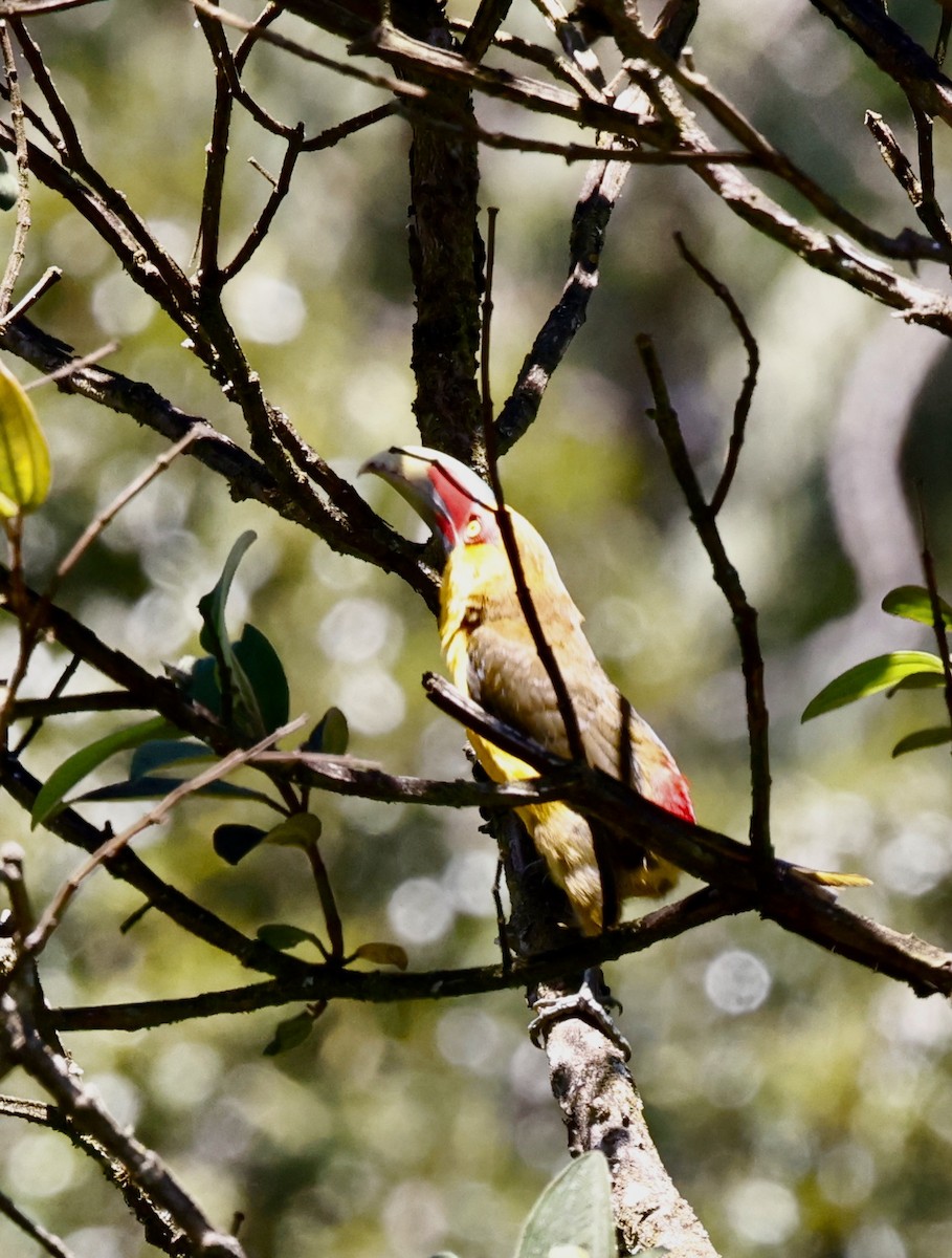 Андигена золотогуза - ML644469554