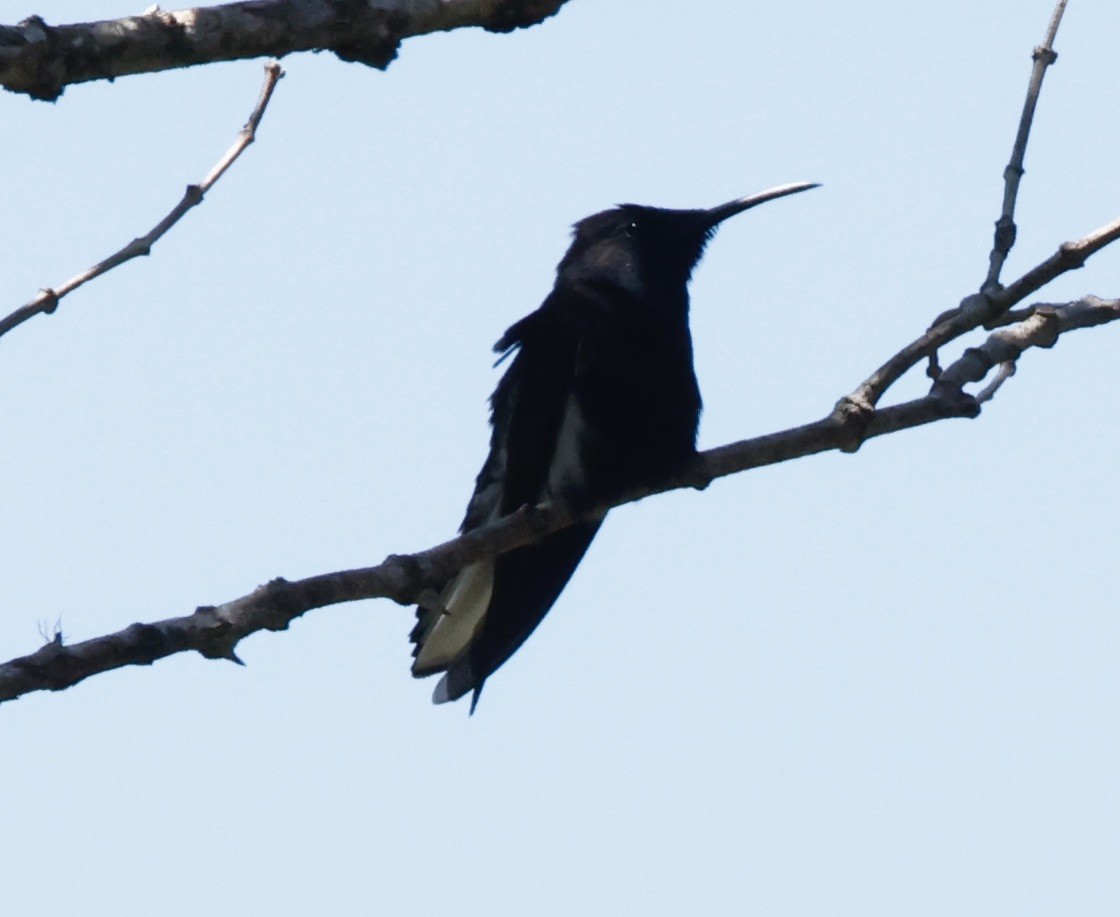 Колібрі-якобін чорний - ML644469564