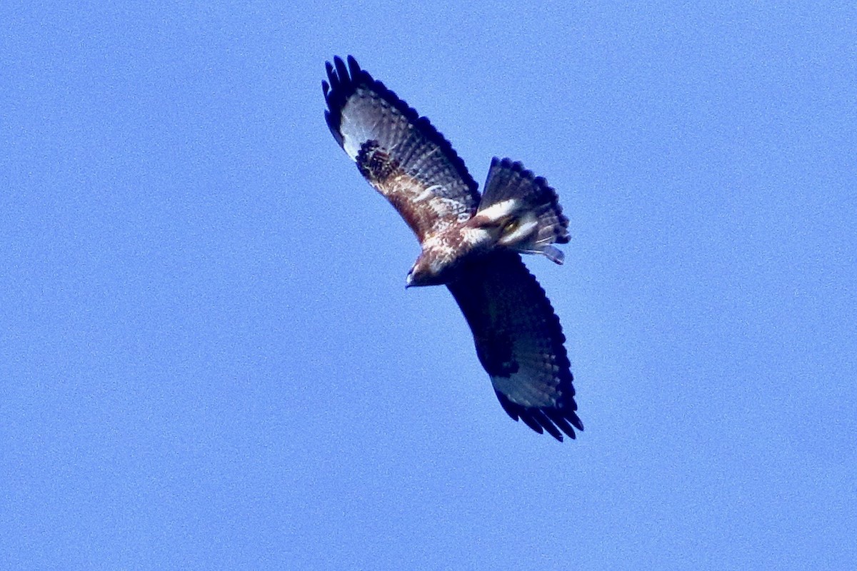 Buse de l'Himalaya - ML644469569