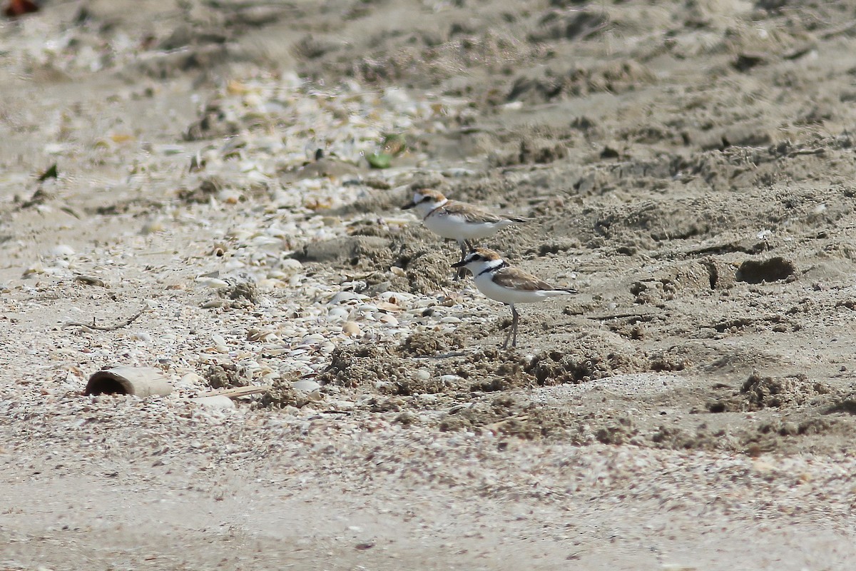 Malaysian Plover - ML644469586