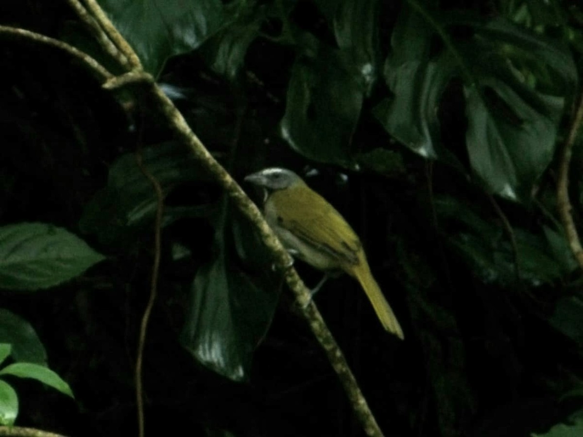 Buff-throated Saltator - ML644469595