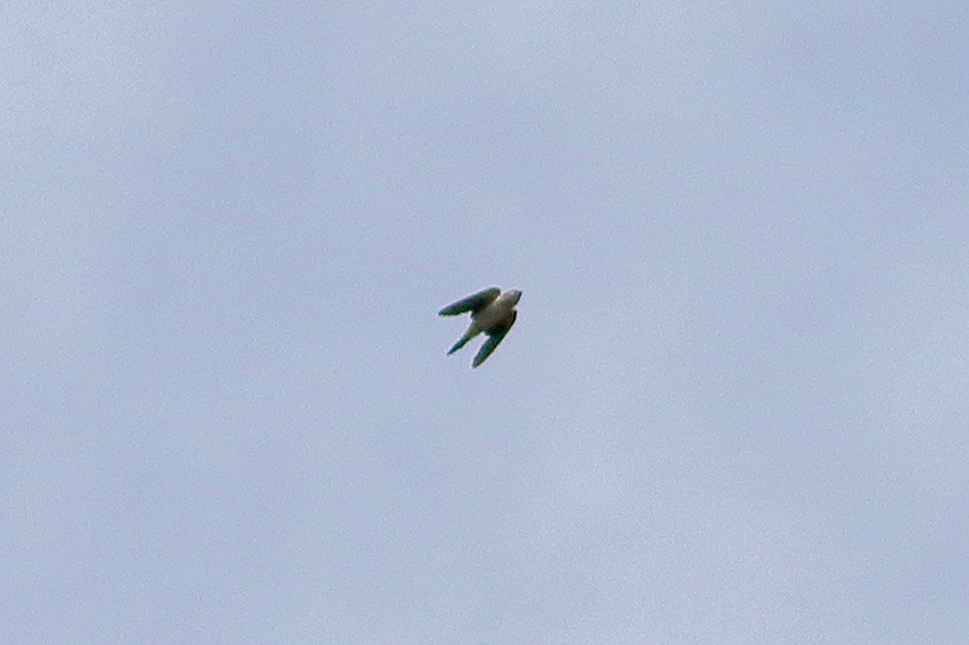 Hirondelle rustique - ML644469597