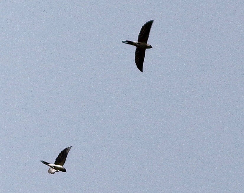 Hirondelle rustique - ML644469598