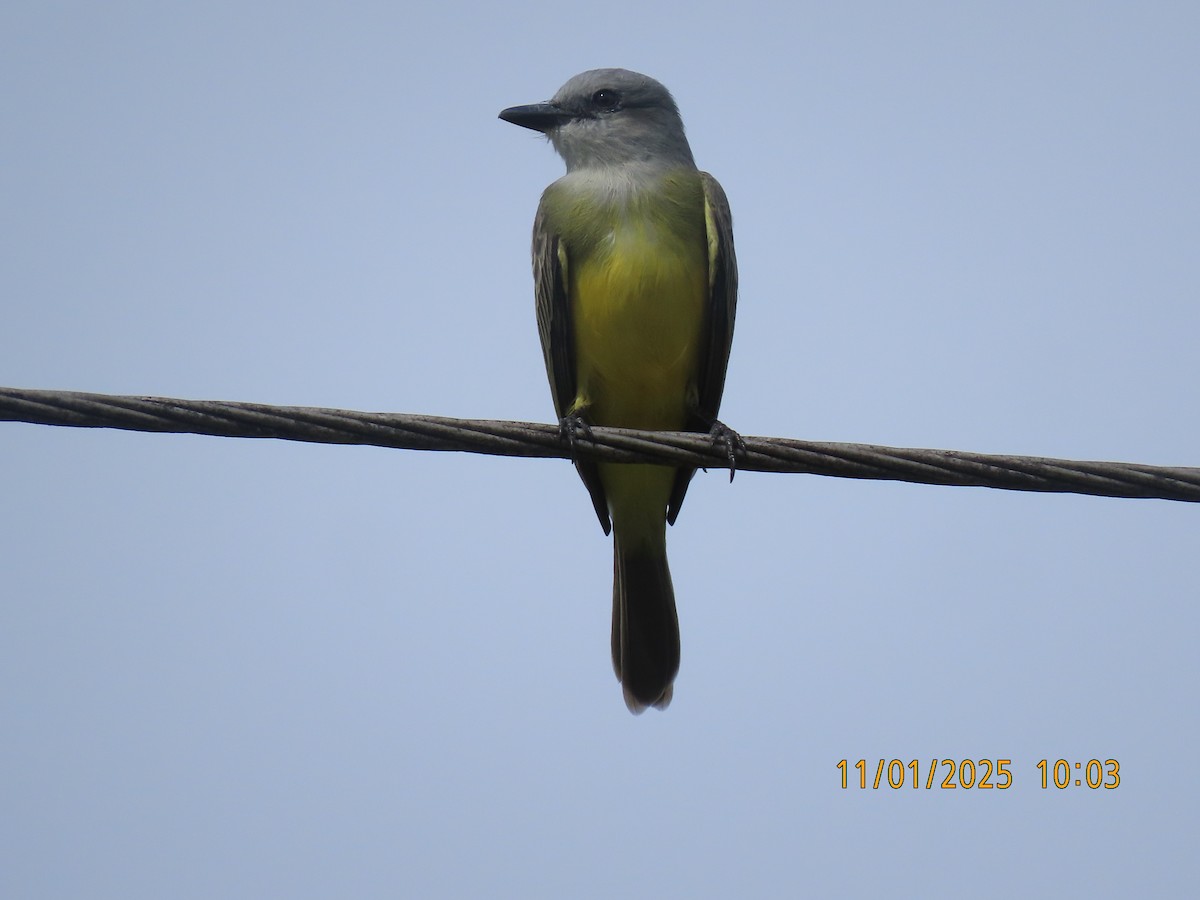 Tropical Kingbird - ML644469599