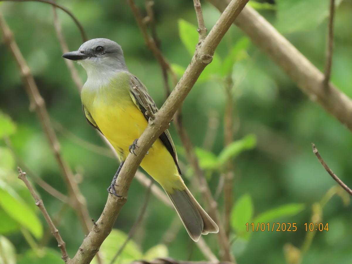Tropical Kingbird - ML644469600
