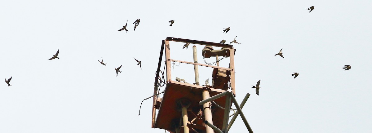 Hirondelle rustique - ML644469601