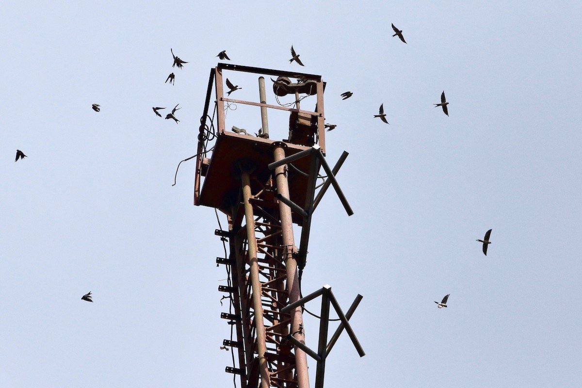 Hirondelle rustique - ML644469602