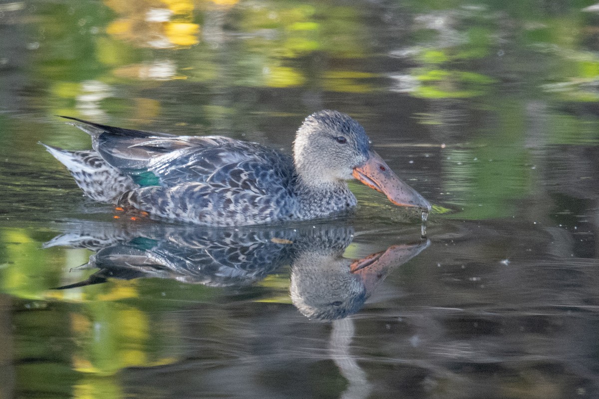 Northern Shoveler - ML644469604