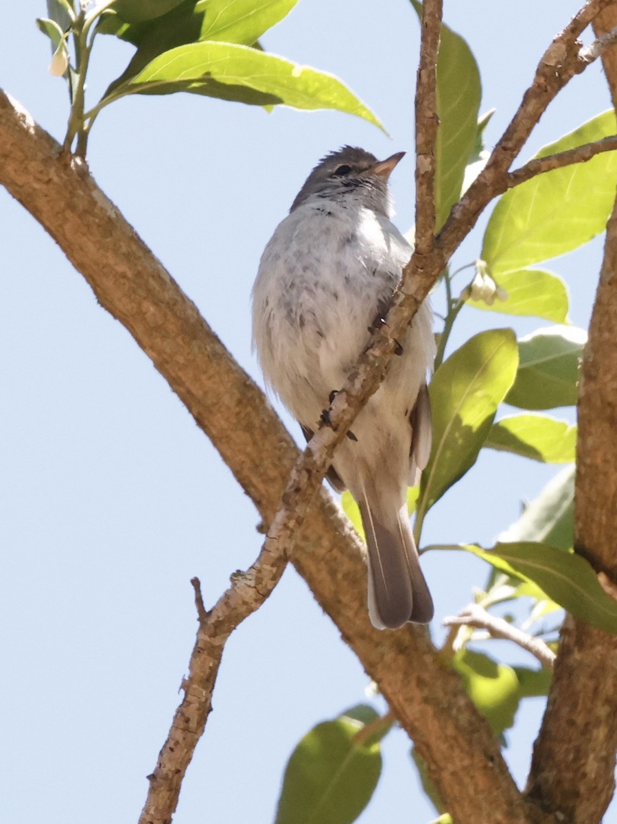 Тиранчик-тонкодзьоб південний - ML644469605