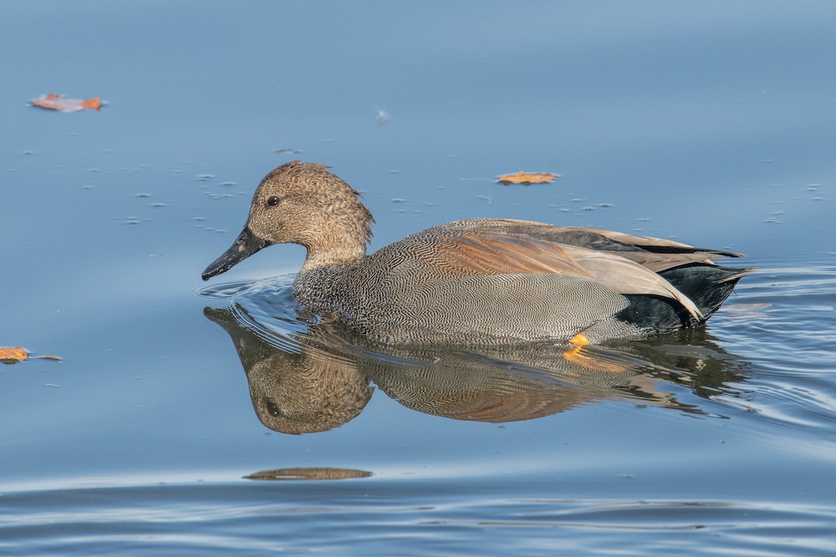 Gadwall - ML644469606