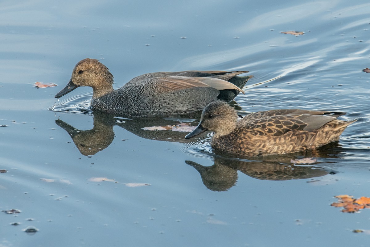 Gadwall - ML644469608