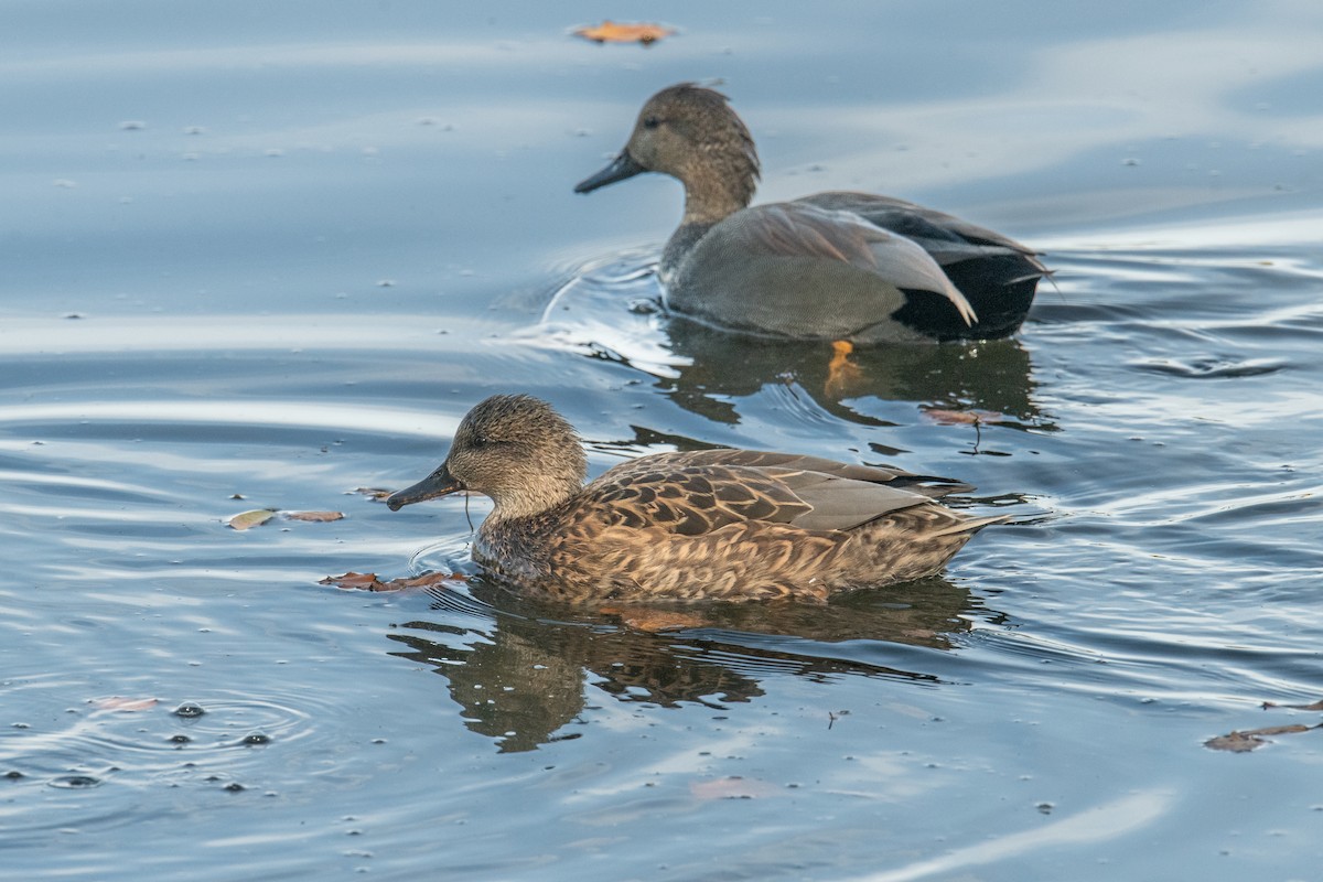 Gadwall - ML644469609
