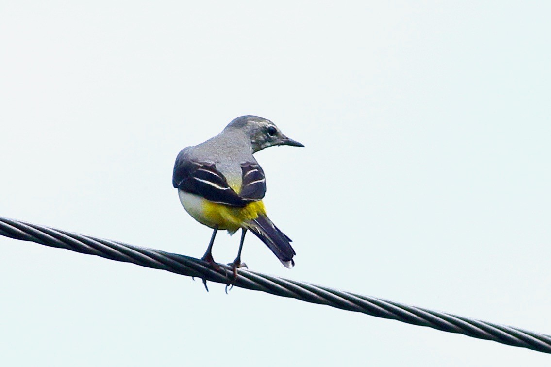 Bergeronnette des ruisseaux - ML644469615