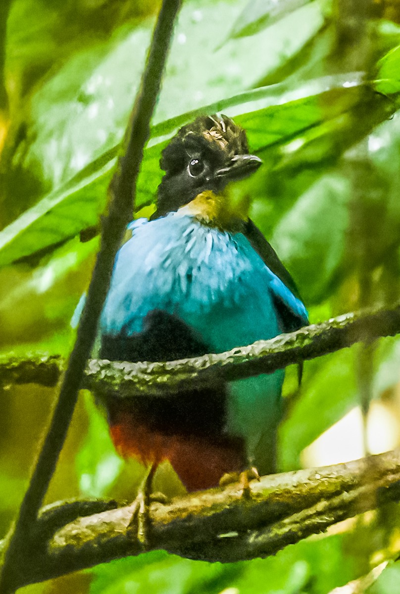 Azure-breasted Pitta - ML644469617
