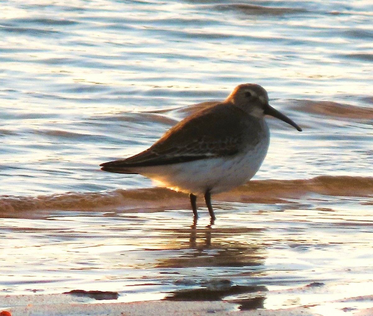 Чернозобик - ML644469618