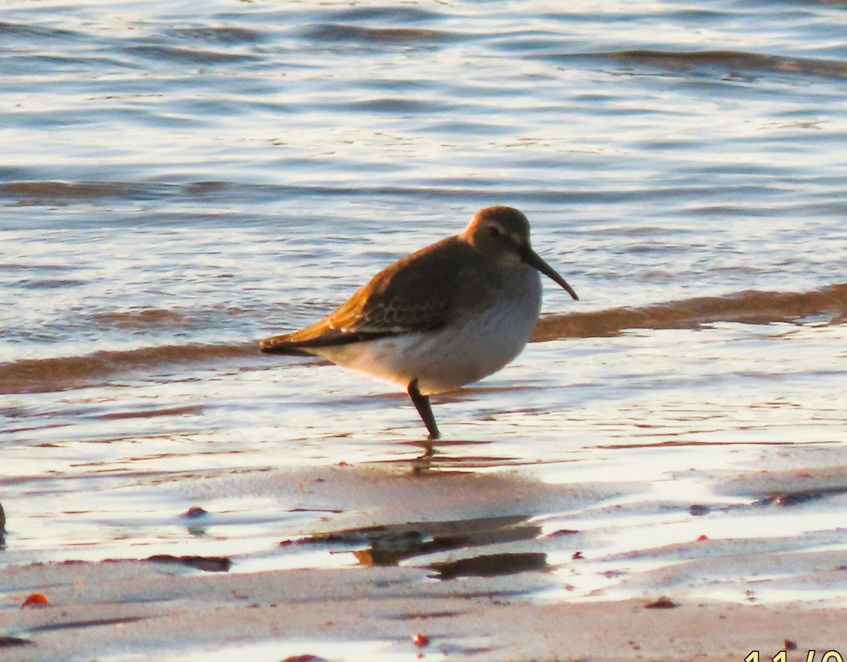 Чернозобик - ML644469620