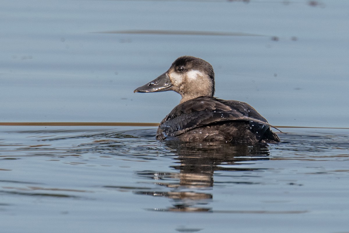 Surf Scoter - ML644469624